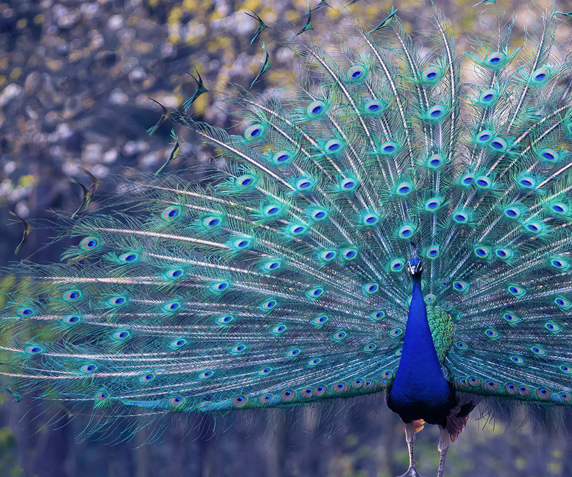 Peacock displaying its tail feathers