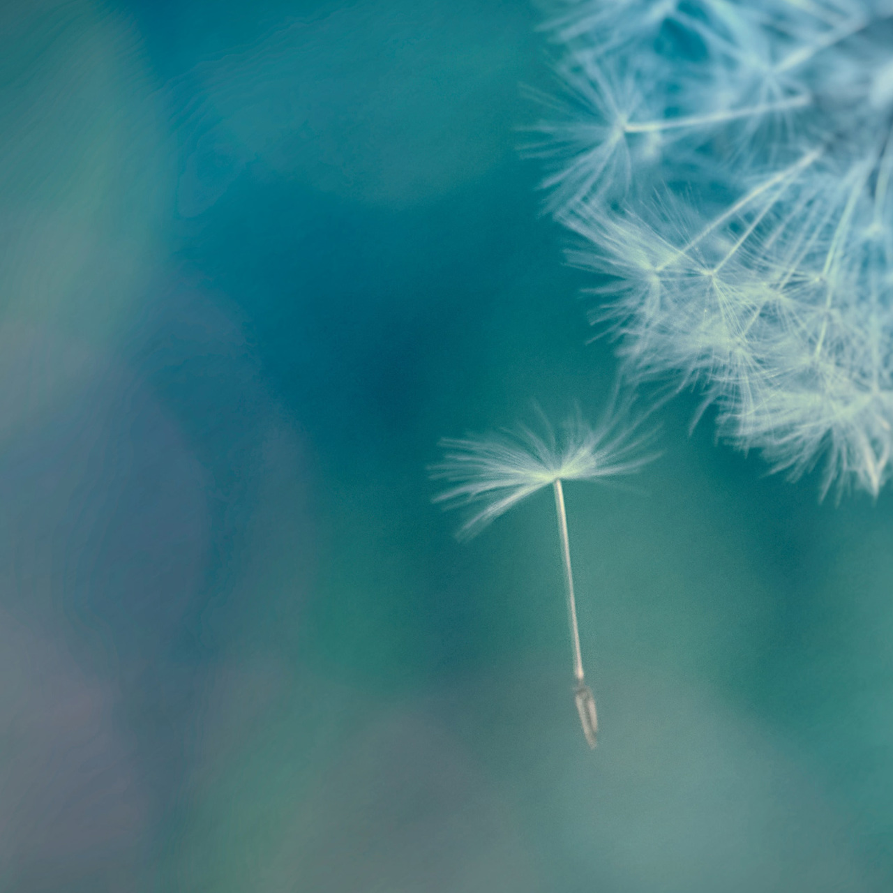Dandelion seed floating
