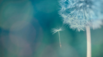 Dandelion seed floating