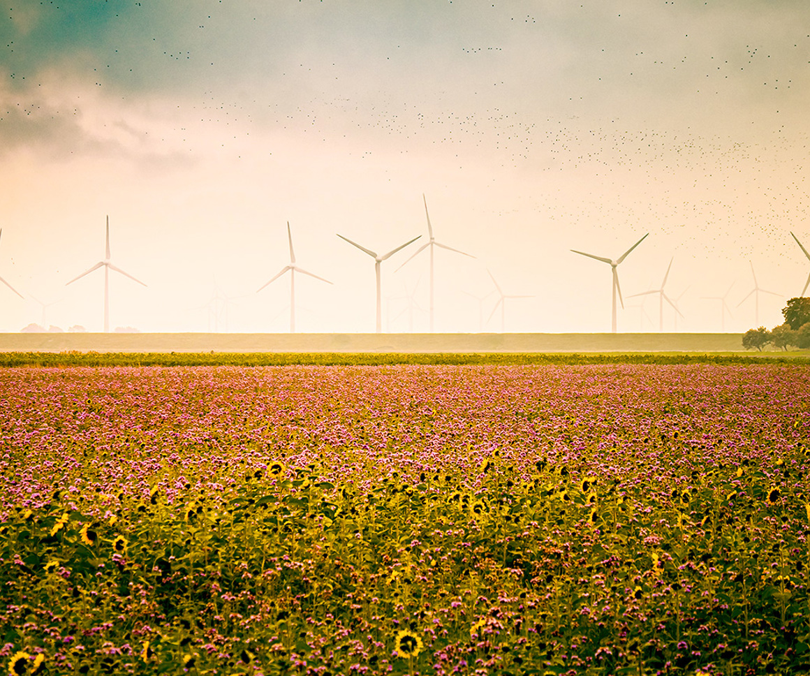 Wind turbines in a field