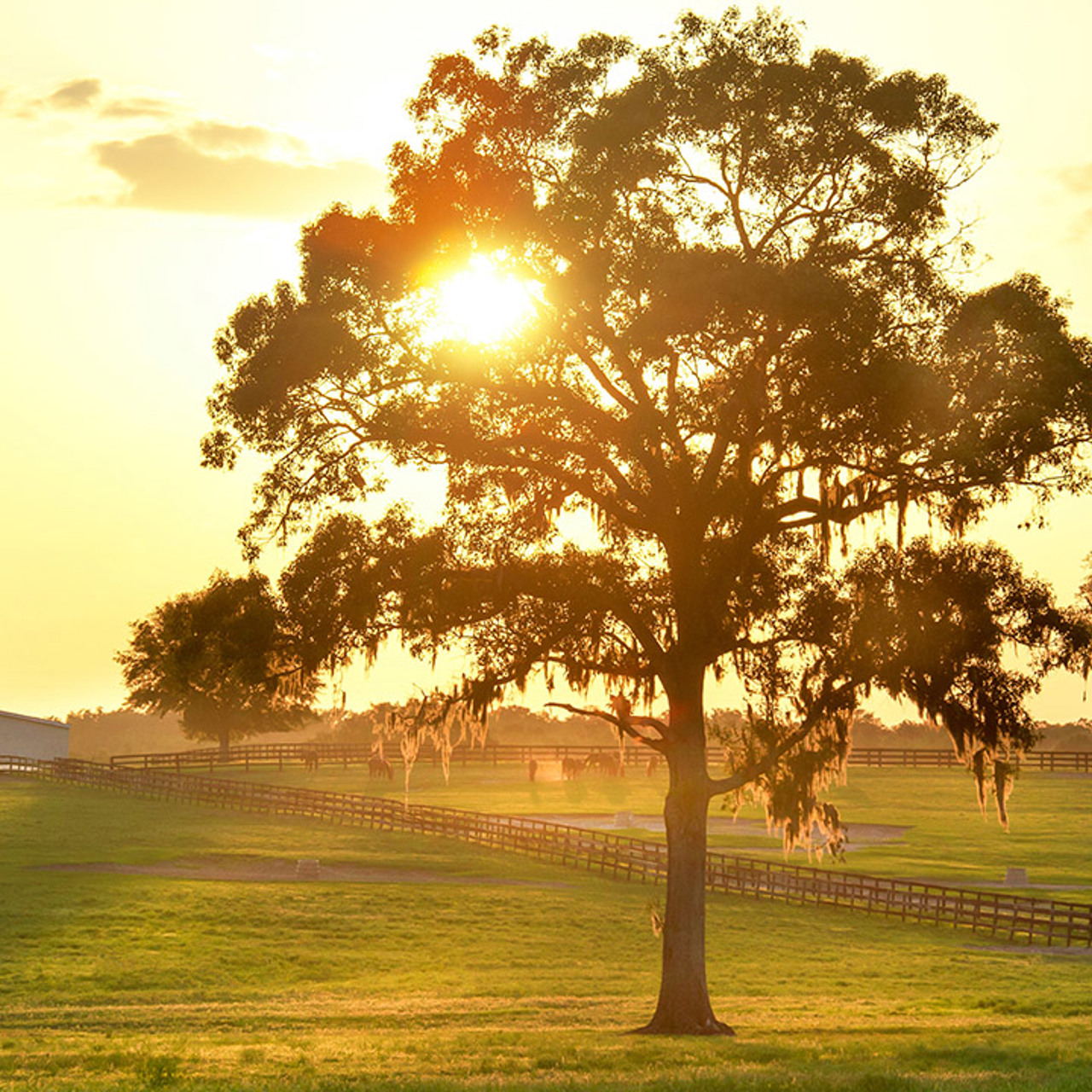 Tree On Farm Land