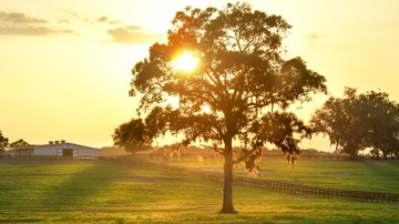 Tree On Farm Land