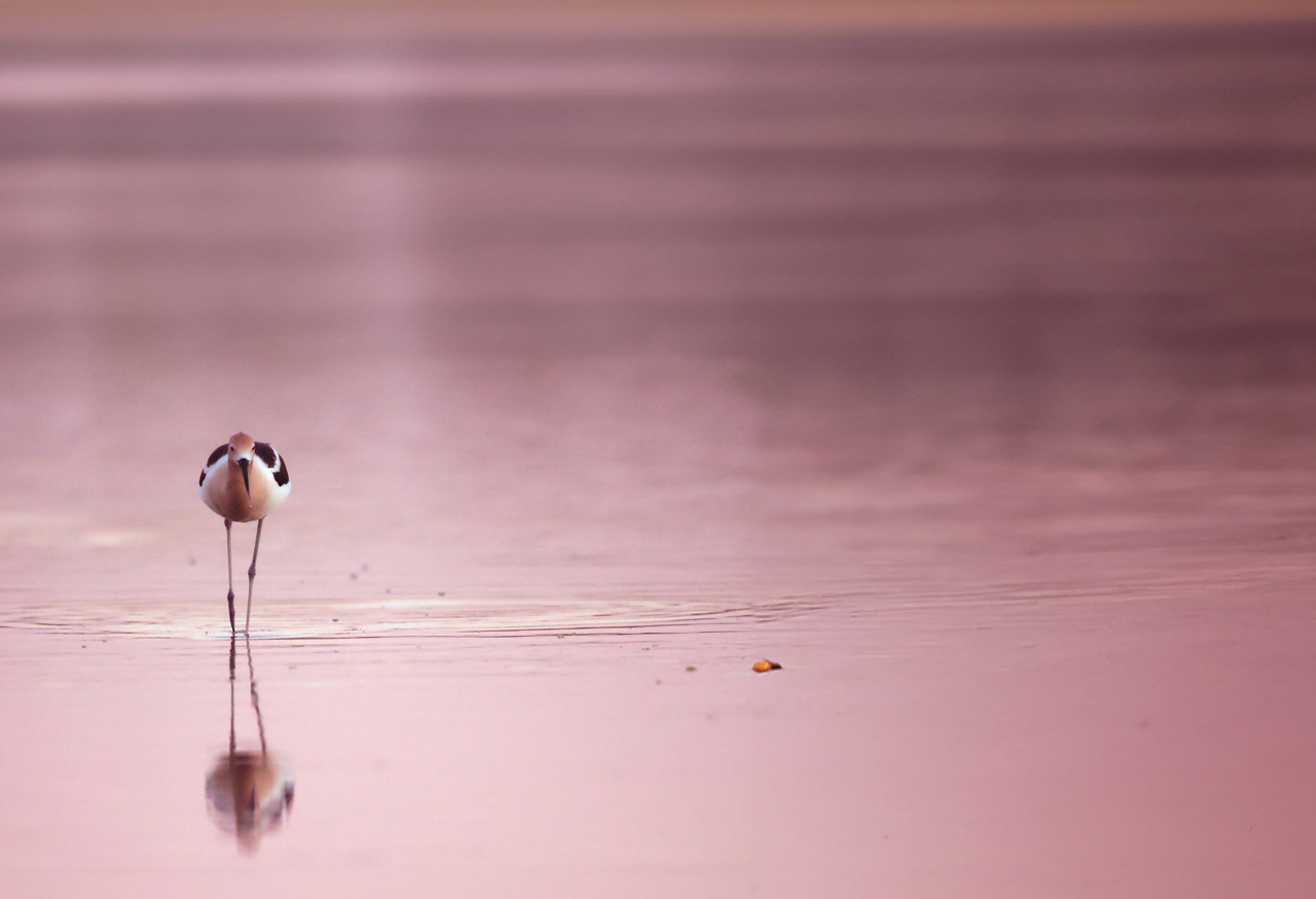 Bird on a beach