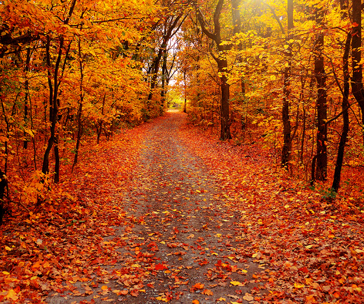 Path through an autumnal forest