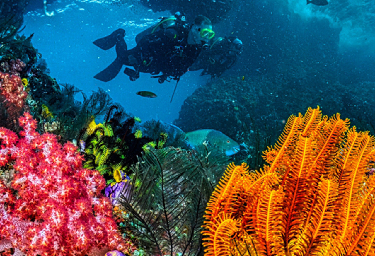 Divers swimming by bright coral