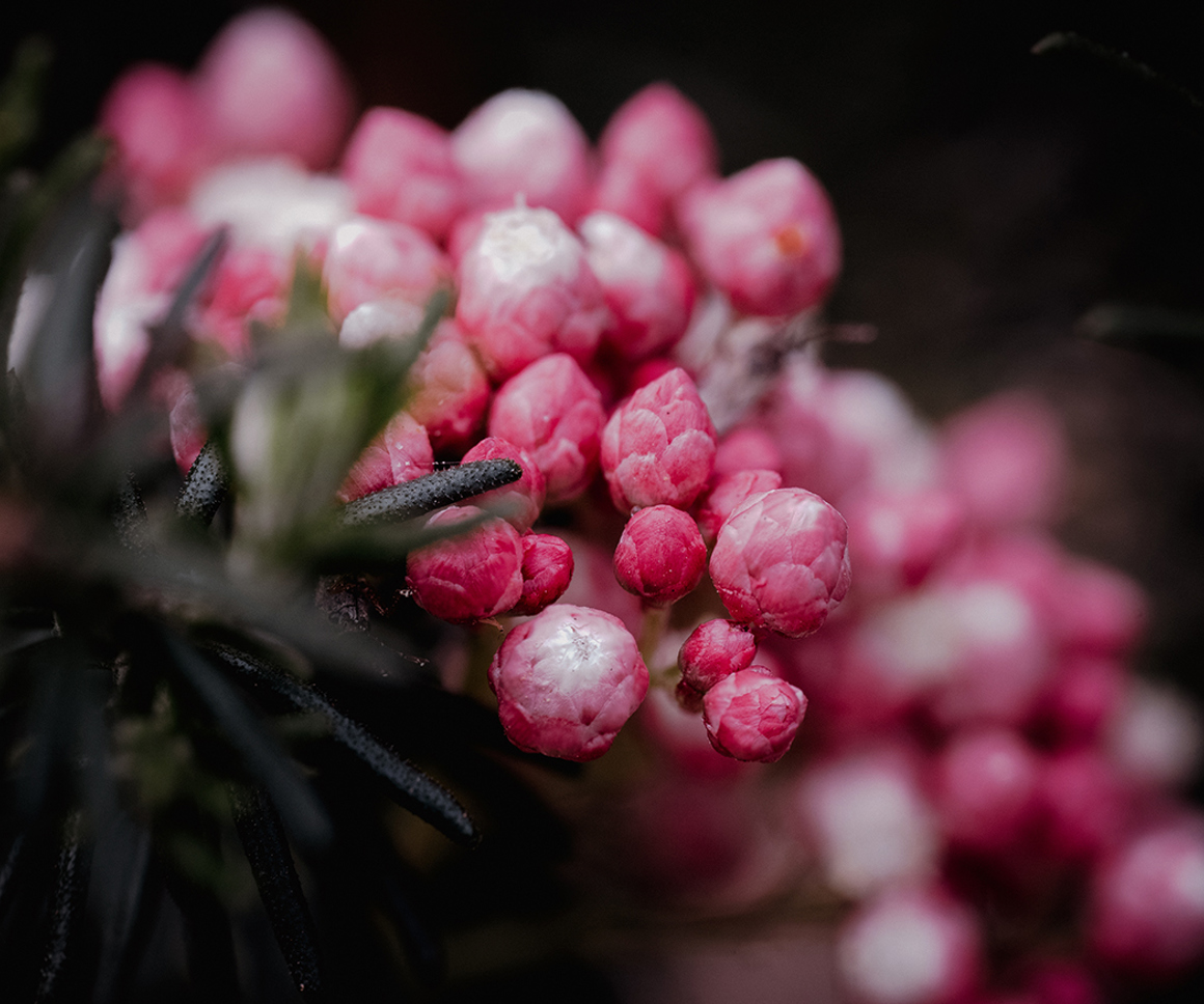 Flower buds