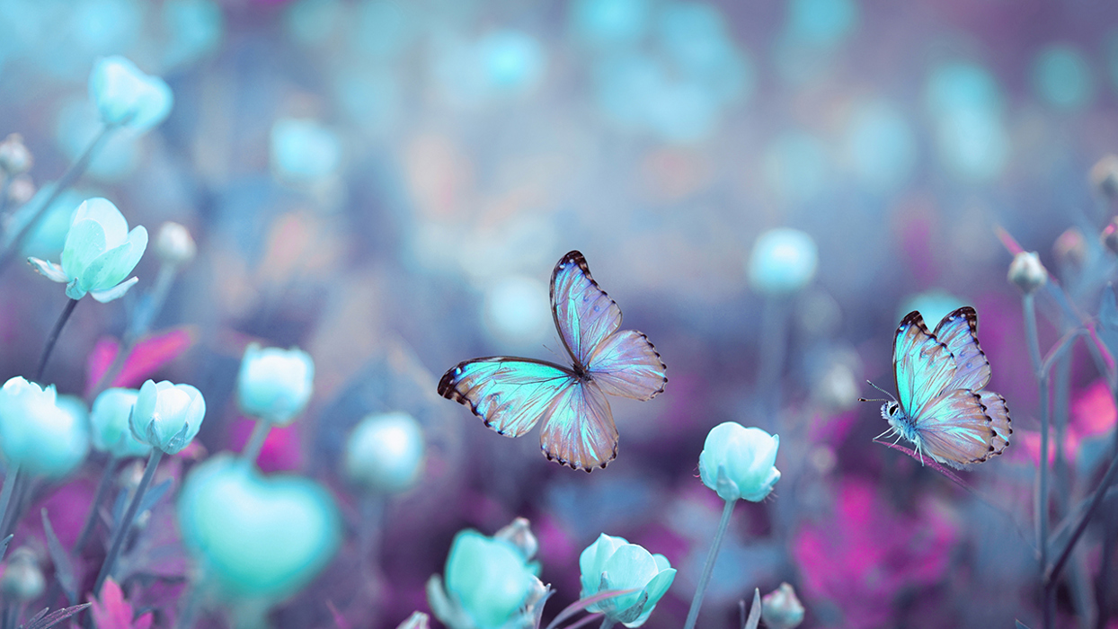 Butterflies in flowers