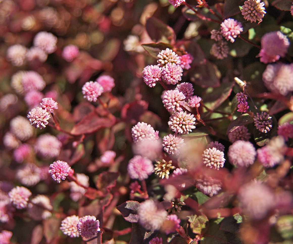 Pink wildflowers