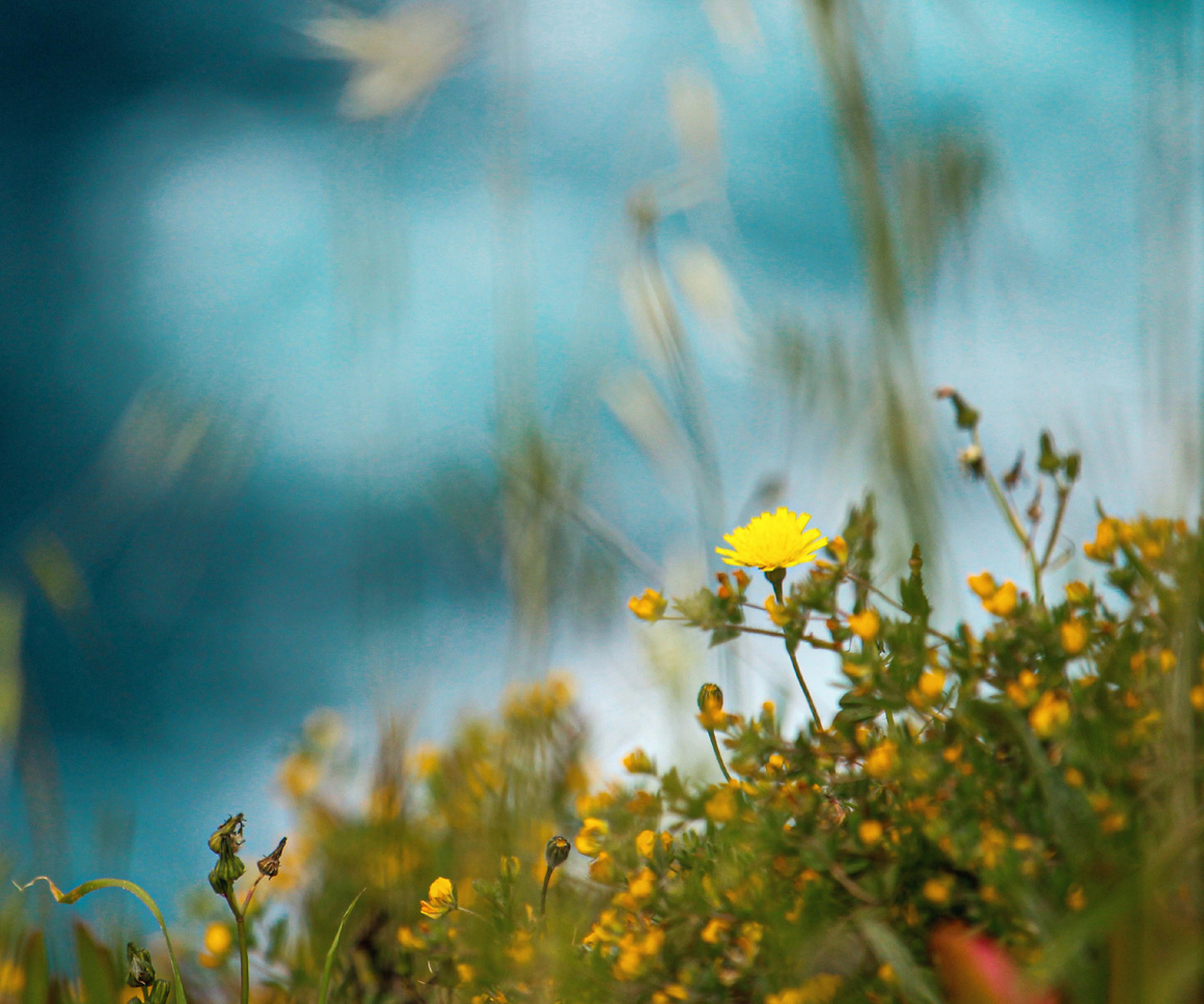 Yellow wildflowers