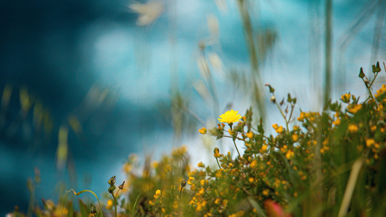 Yellow wildflowers