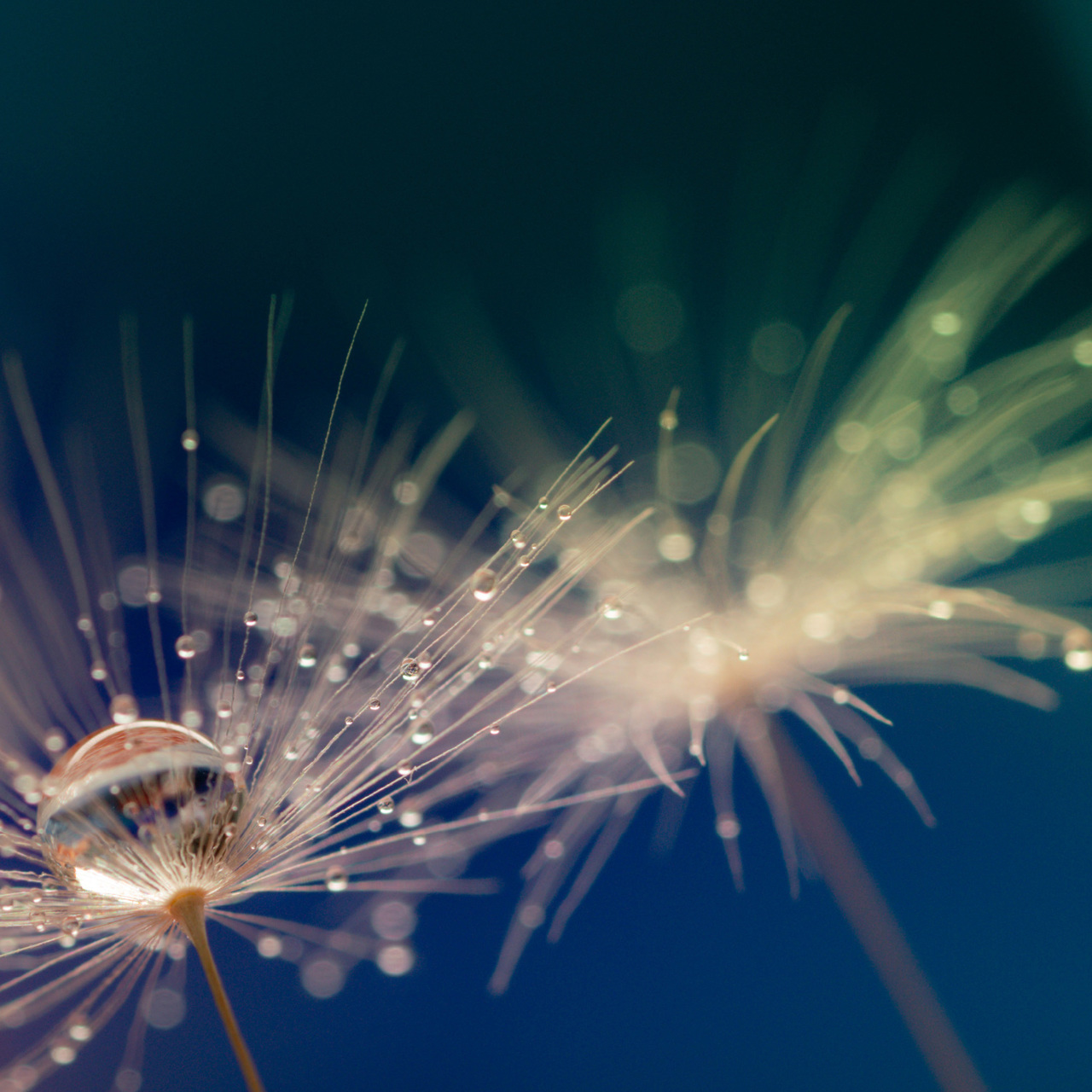 Dandelion seeds with droplet of water