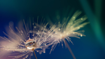 Dandelion seeds with droplet of water