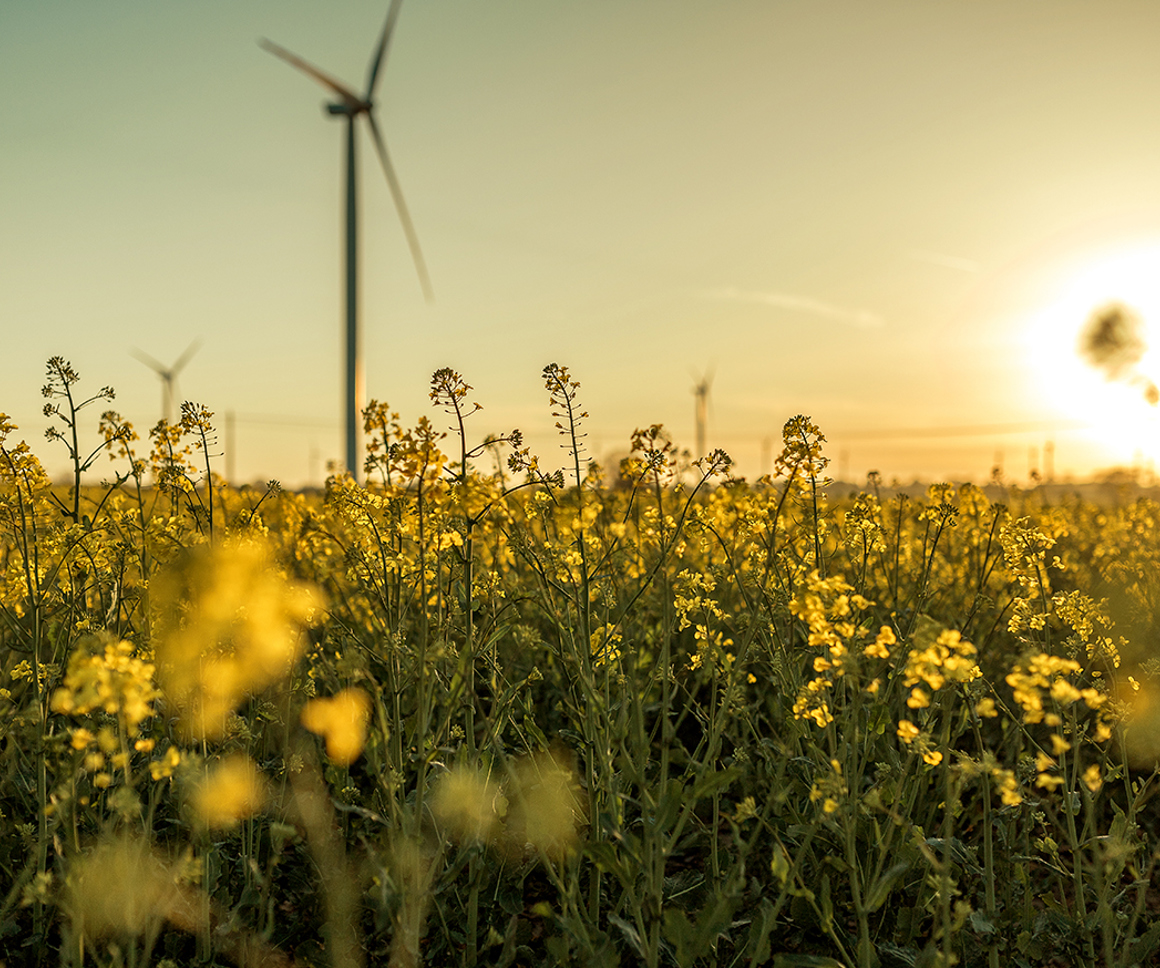 Wind turbines in a wild flower field