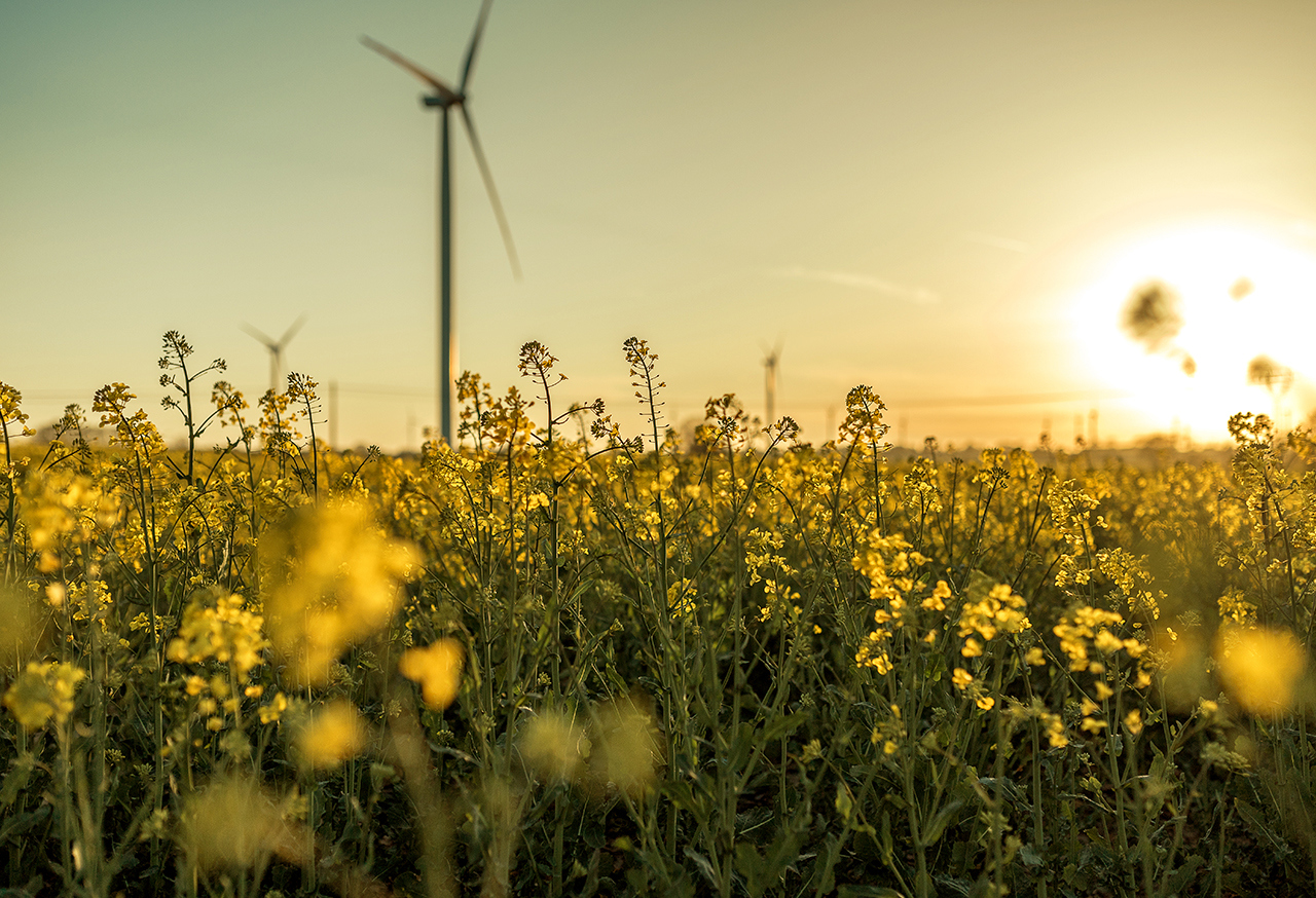 Wind turbines in a wild flower field