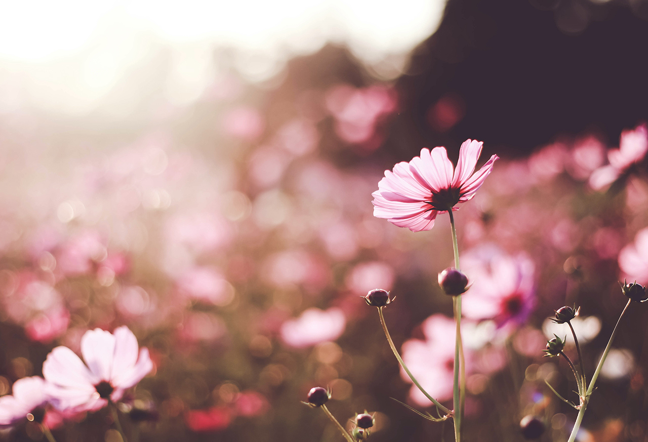 Pink flower in a field