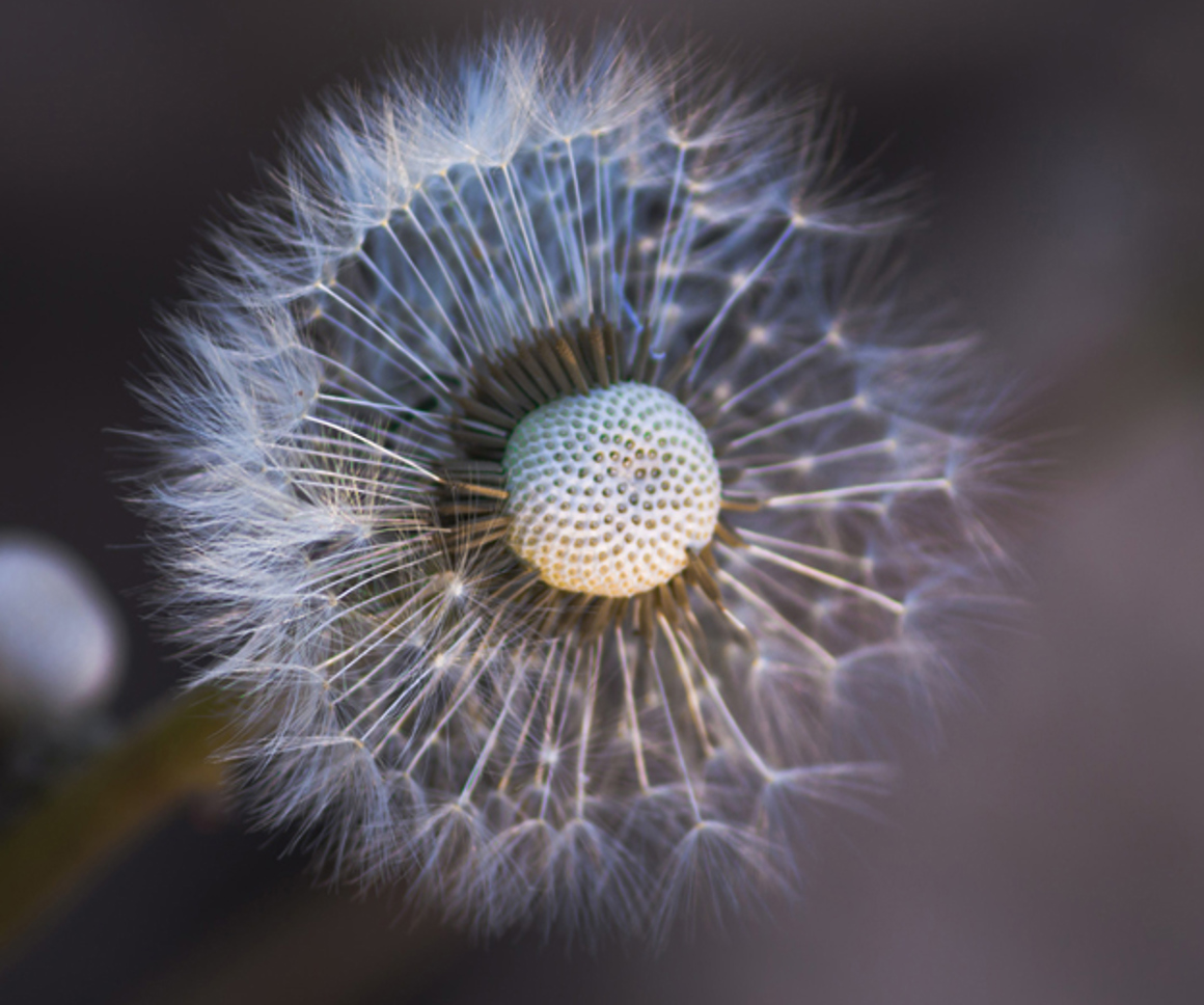 Dandelion