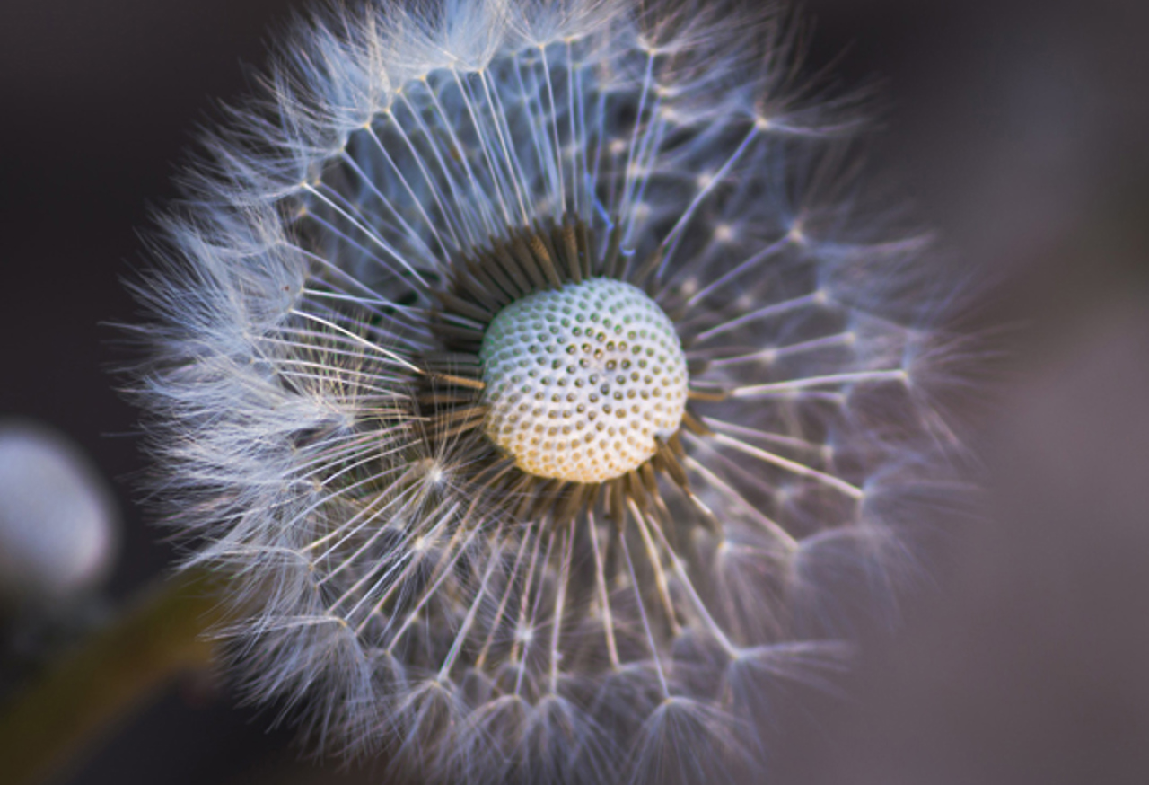 Dandelion