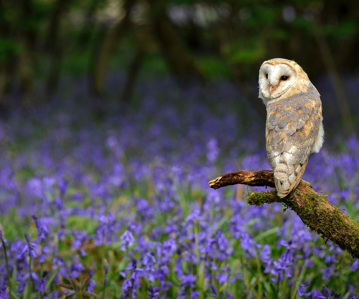 owl perched on a branch against a background of bluebells 