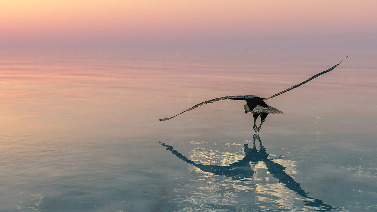 Eagle flying over still water