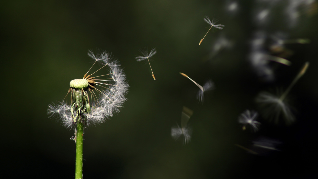 Dandelion in the wind
