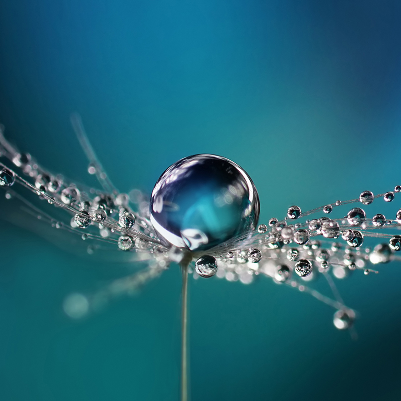 Droplet of water on dandelion seed
