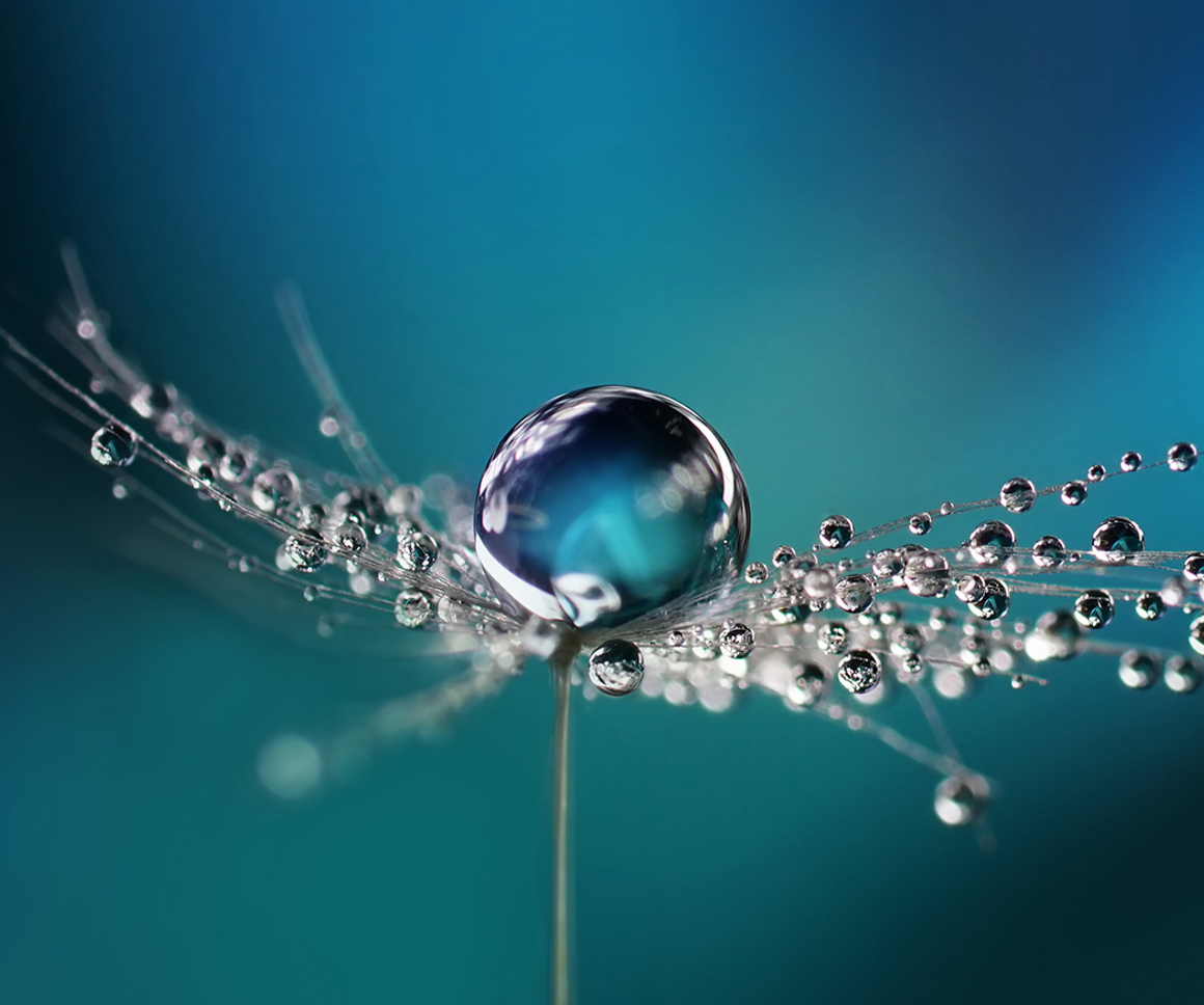 Droplet of water on dandelion seed