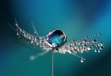 Droplet of water on dandelion seed