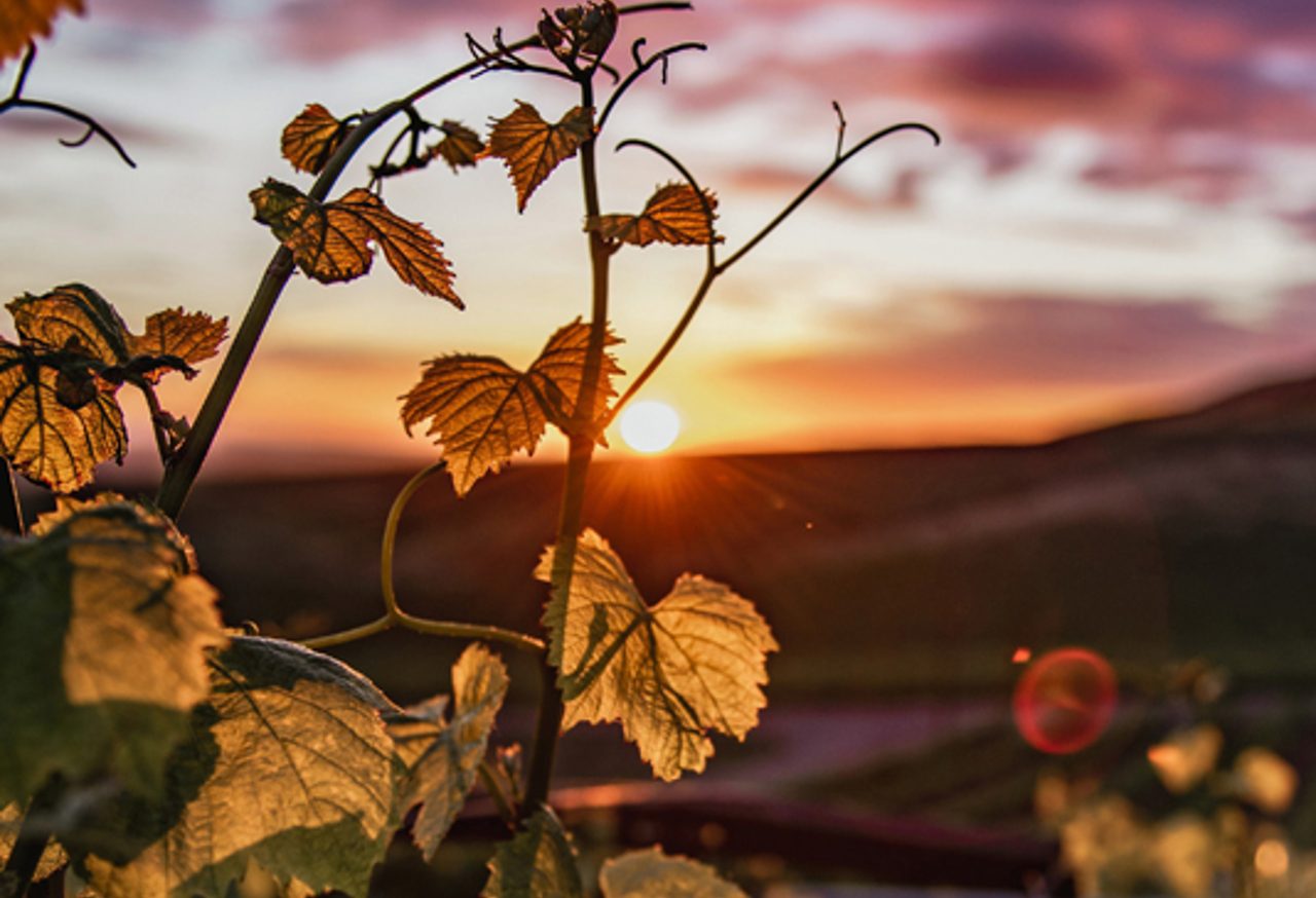 View of sunset through a vine
