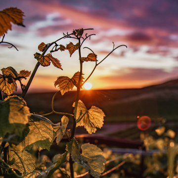 View of sunset through a vine