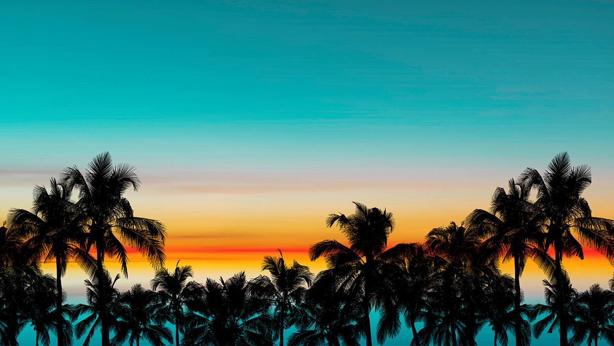 Florida Palm Tree Silhouette