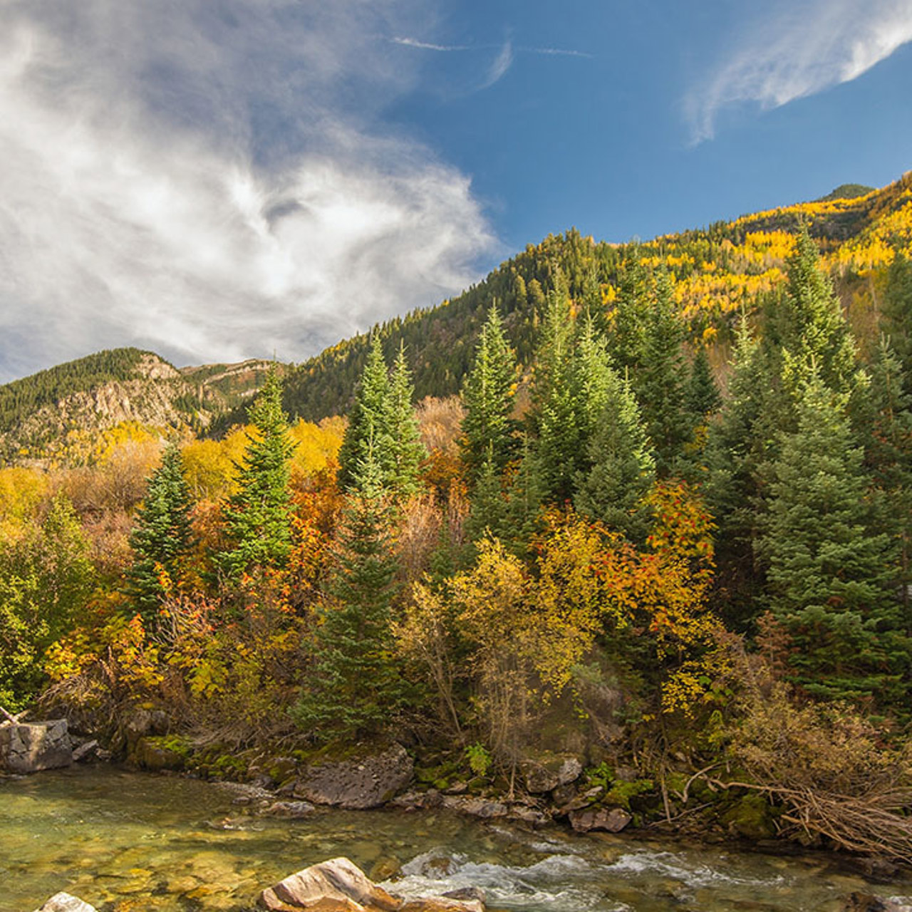 Autumn Pine Trees