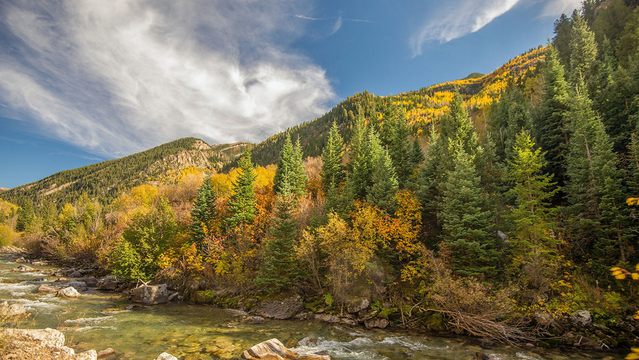Autumn Pine Trees