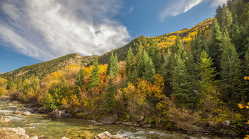 Autumn Pine Trees