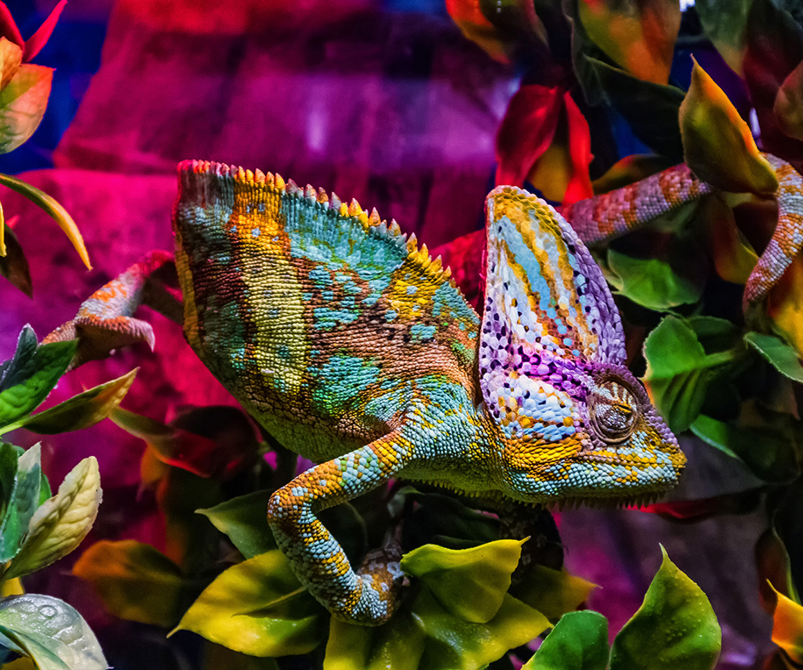 Chameleon in front of colourful flowers