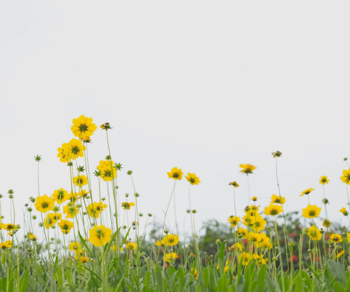 Yellow wildflowers in a field