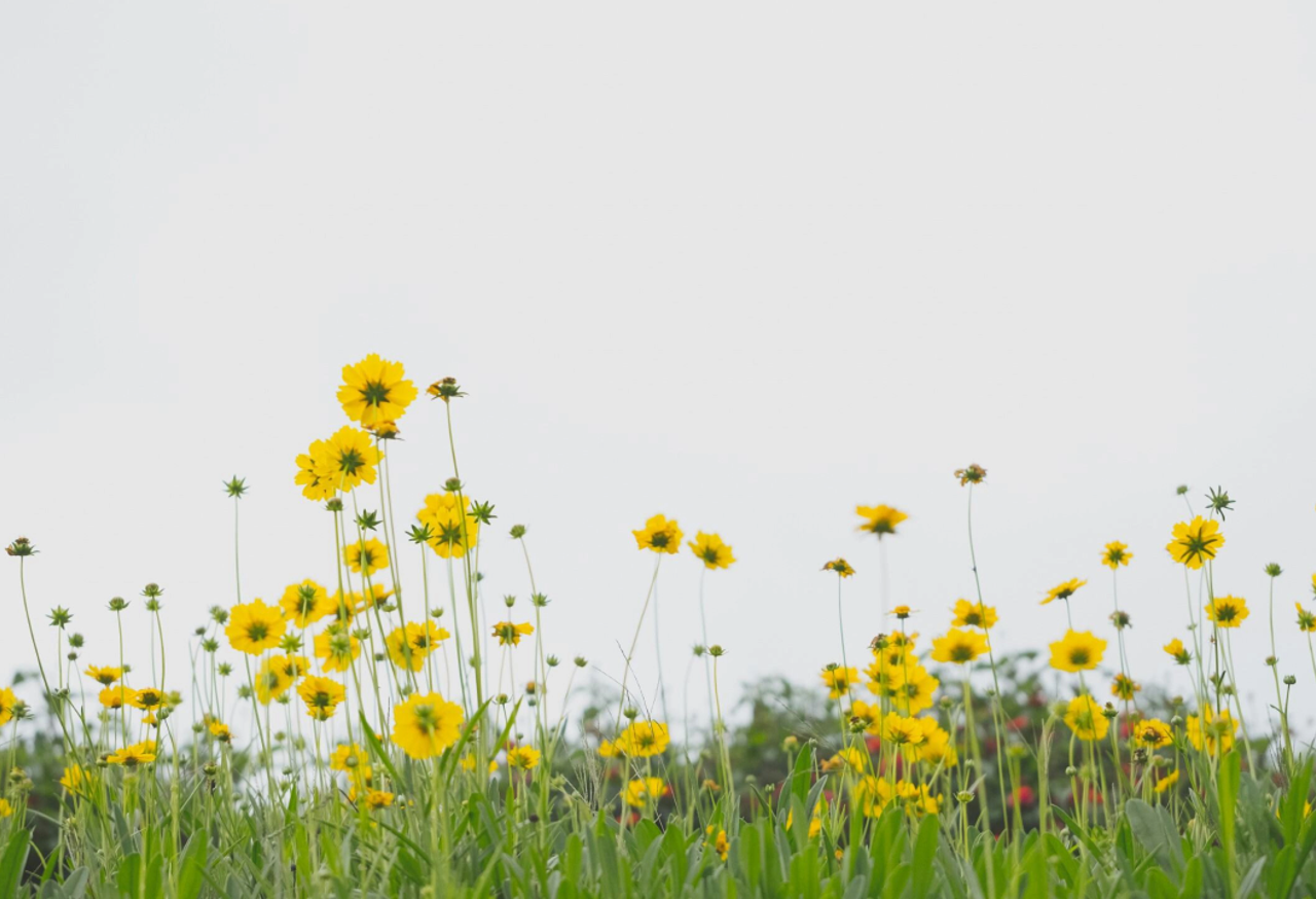Yellow wildflowers in a field