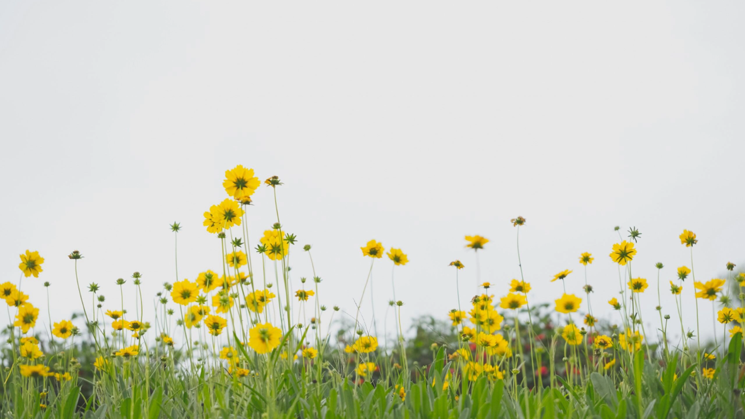 Yellow wildflowers in a field