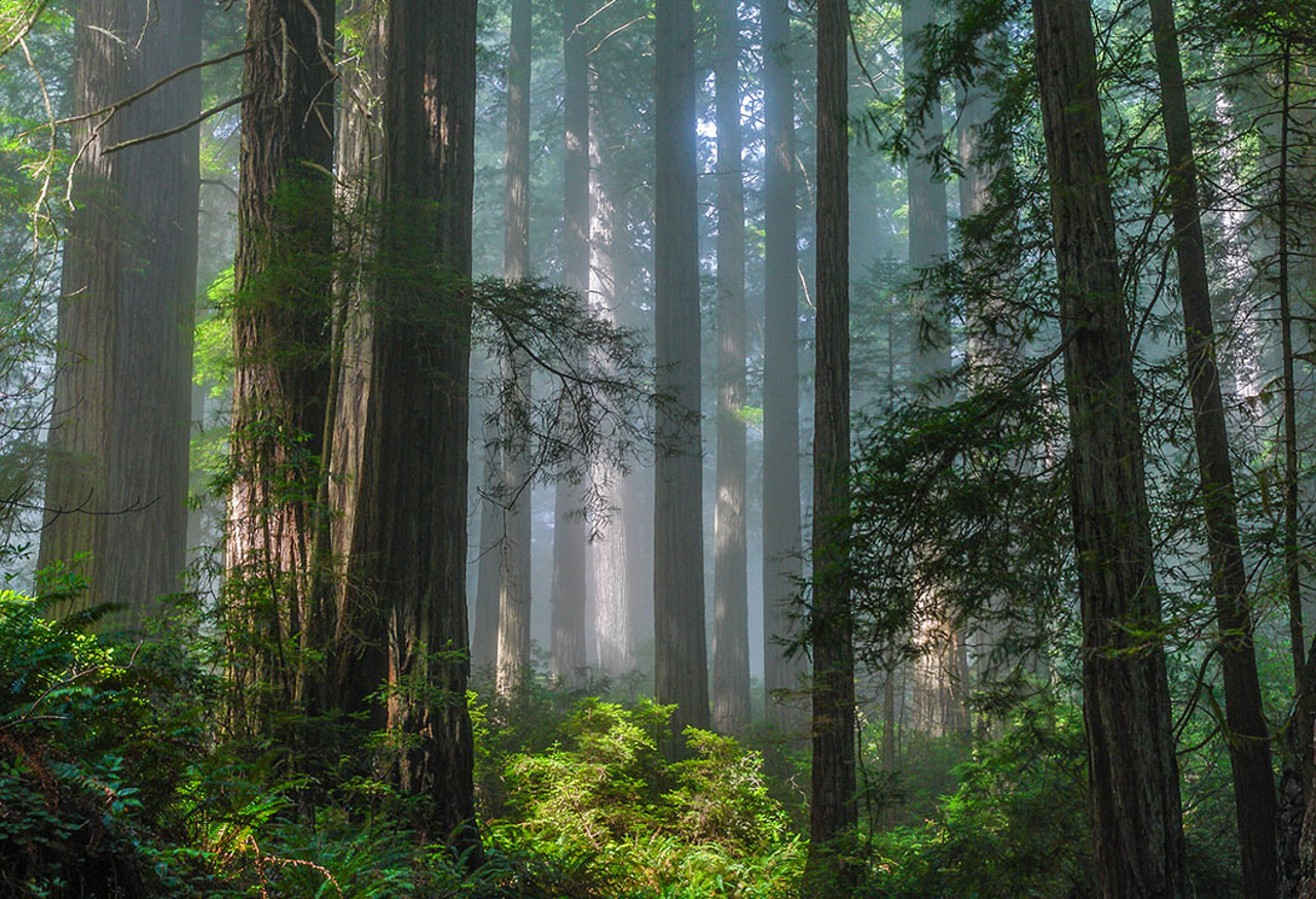 Misty Redwood Forest