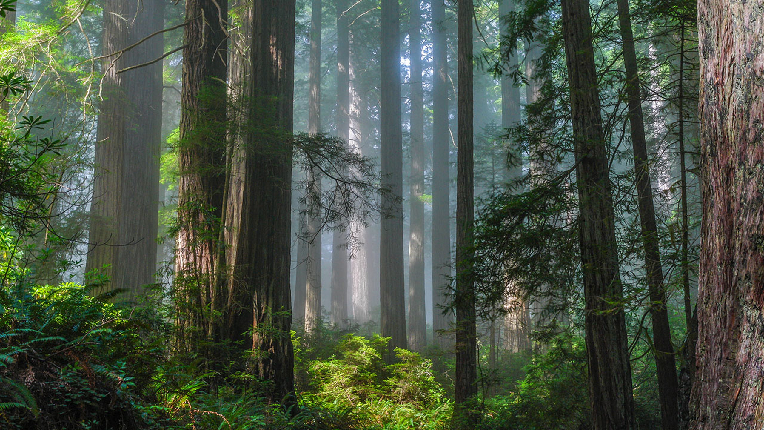Misty Redwood Forest