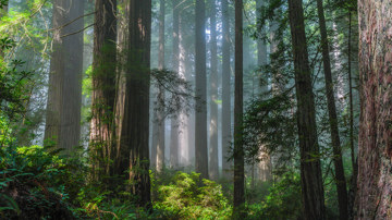 Misty Redwood Forest