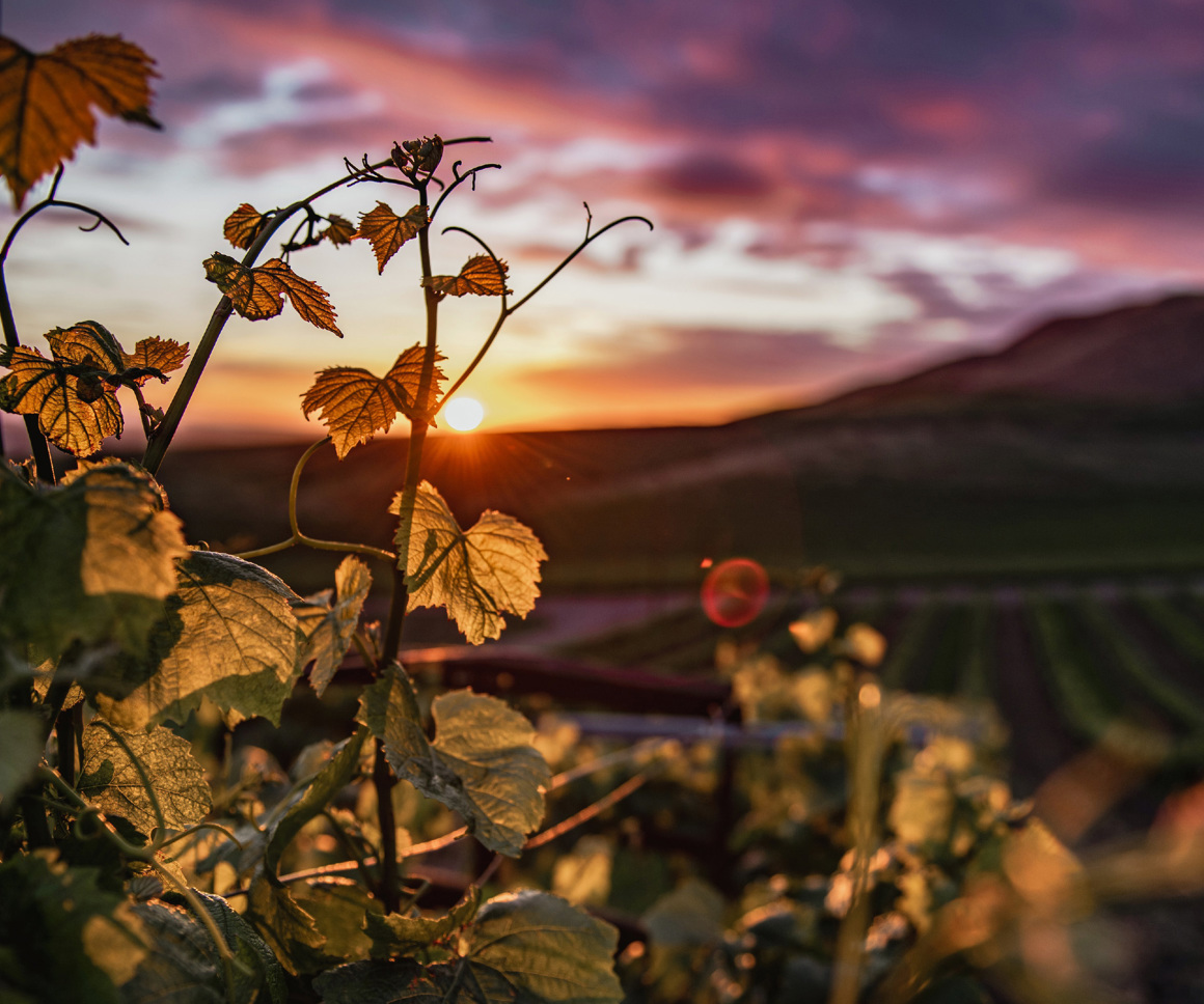 Sunset through vines