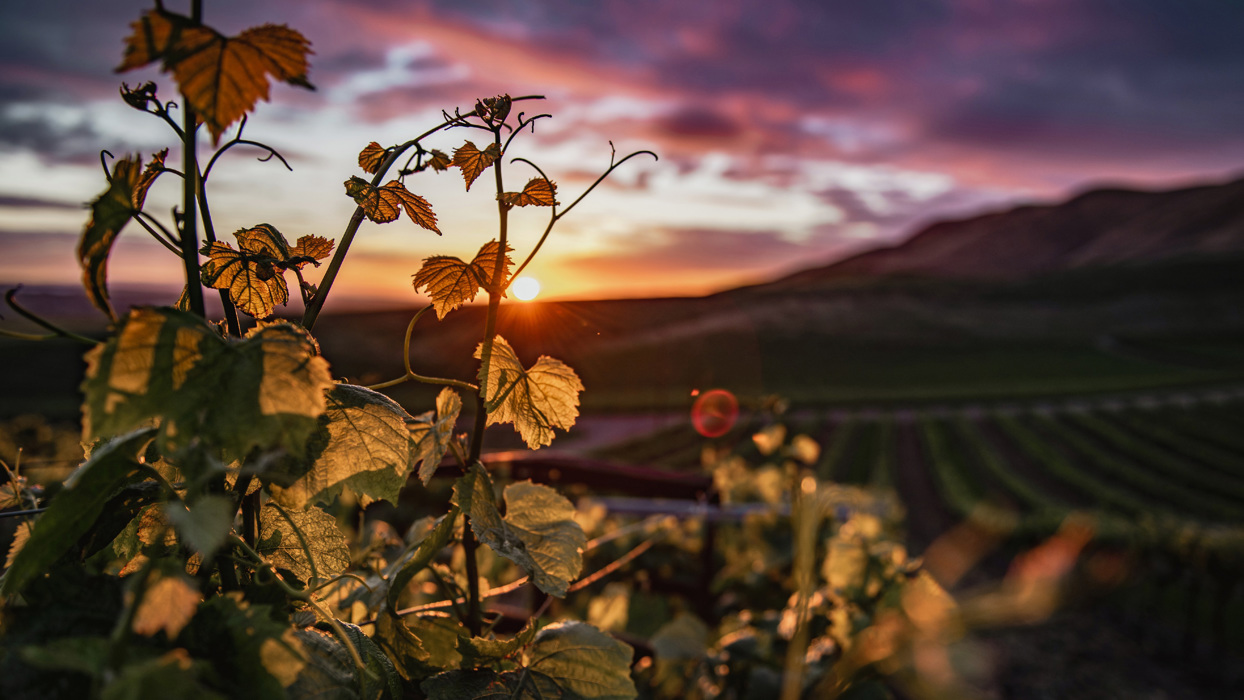 Sunset through vines