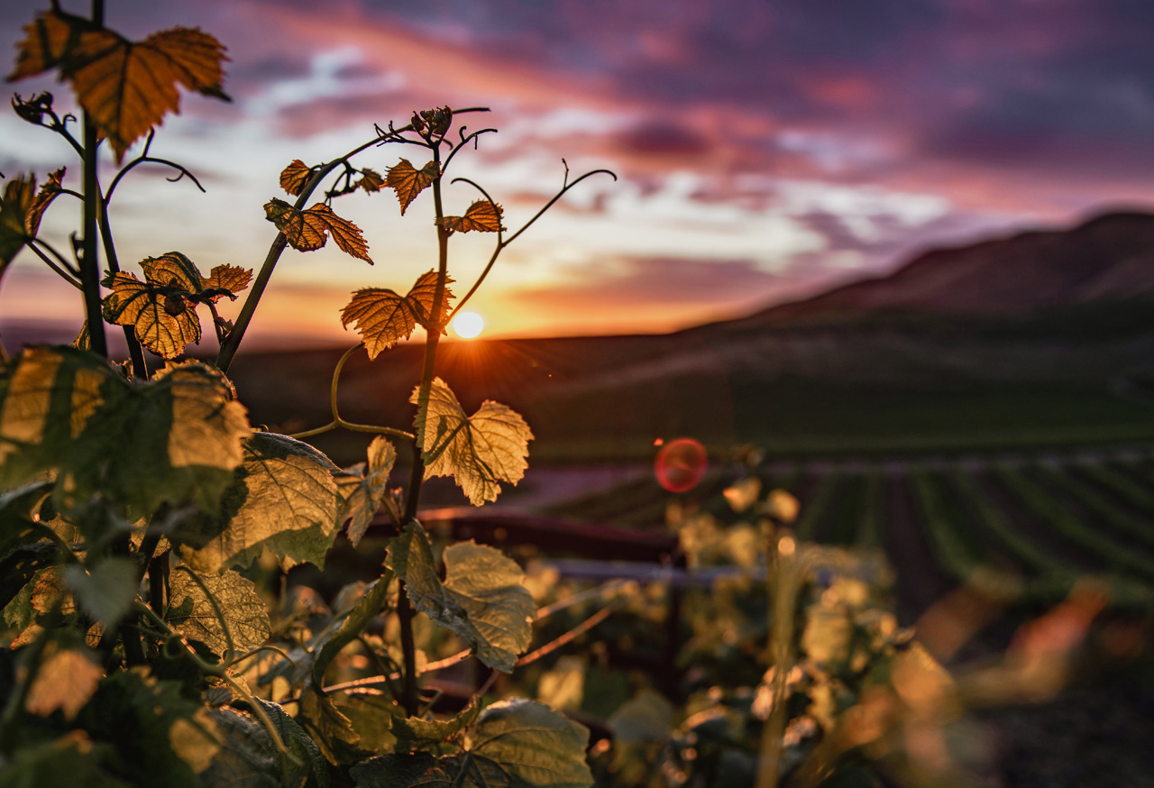 Sunset through vines