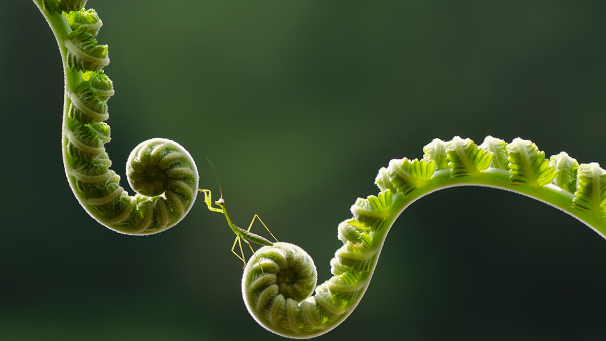 Stick insect travelling between unfurled leaves