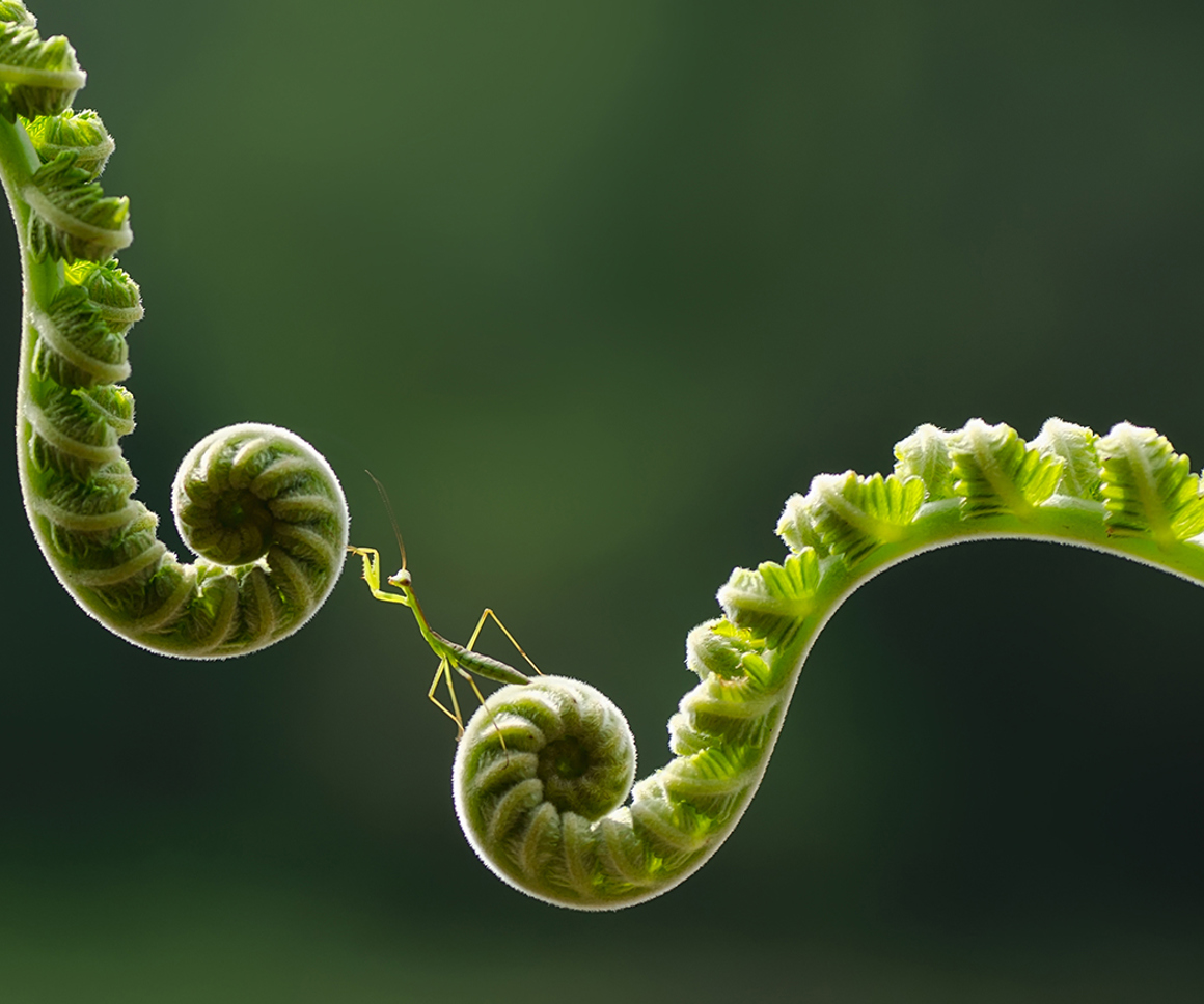 Stick insect travelling between unfurled leaves