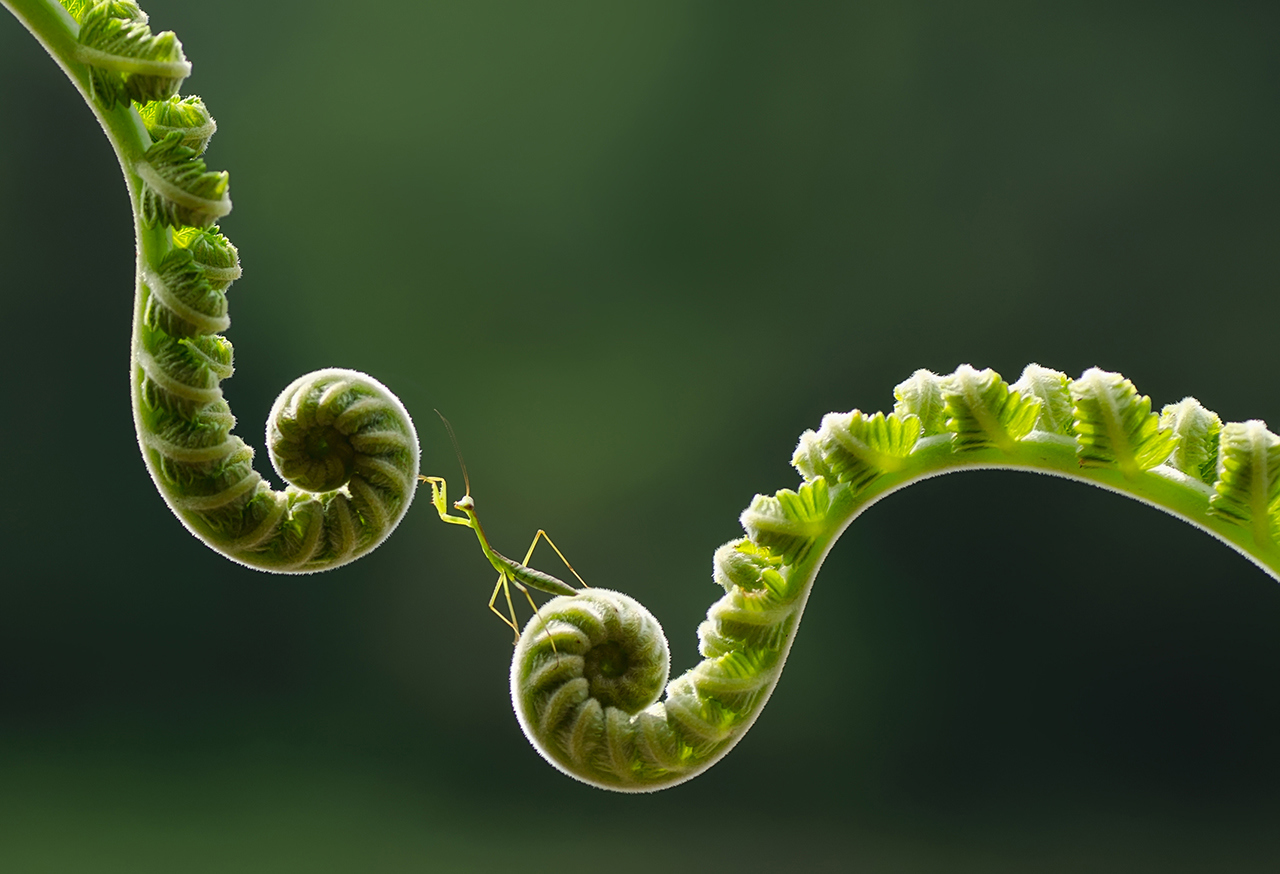 Stick insect travelling between unfurled leaves