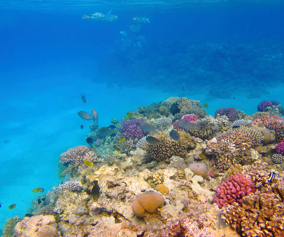 Coral and fish underwater