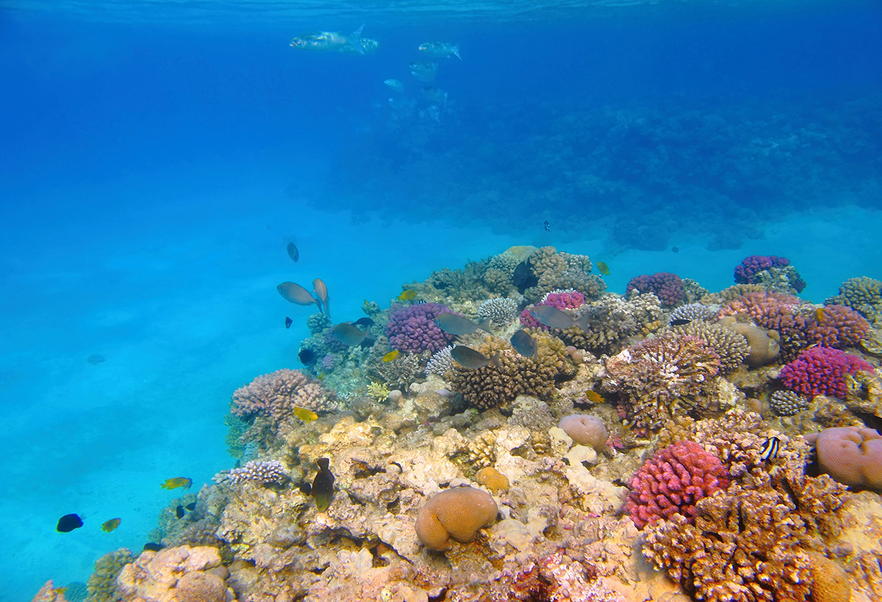 Coral and fish underwater