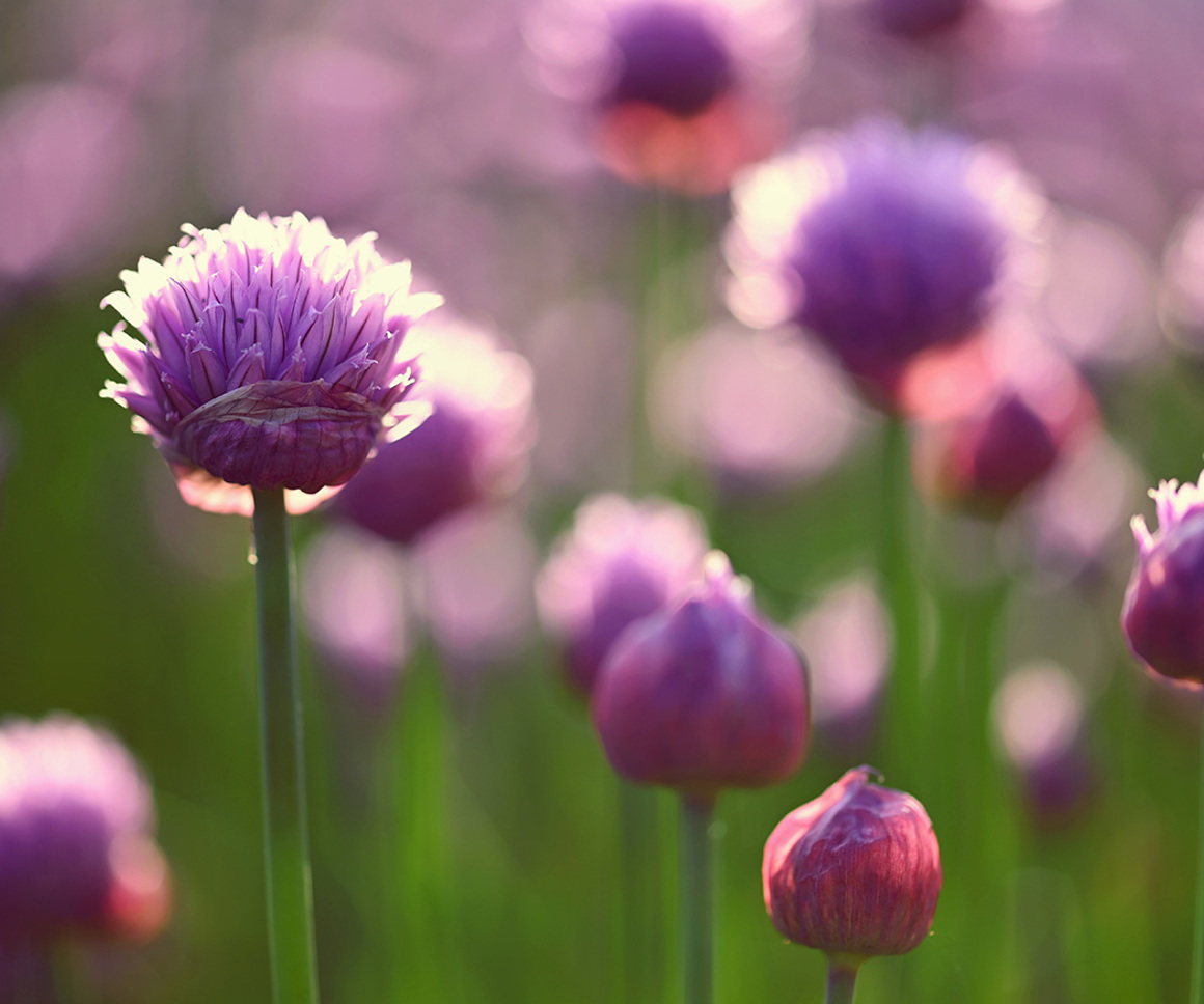 Purple flowering chives