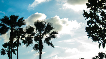 Palm Trees Against Blue Sky
